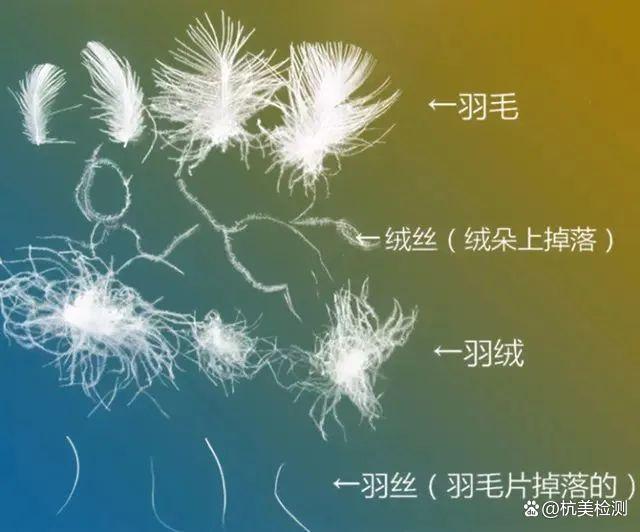 羽毛与羽绒材料中单根羽丝和绒丝的来源与影响