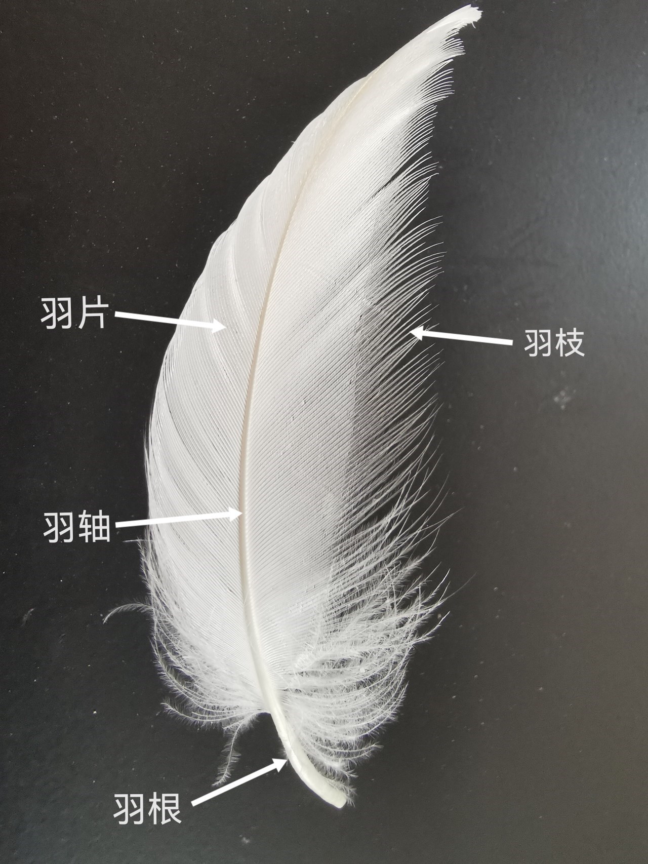 探索一朵绒的奥秘