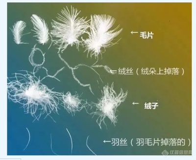 看冬奥开幕羽绒服大赏,聊聊羽绒服装新国标